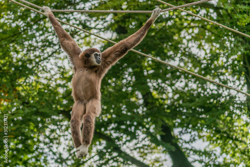 Fotografía White handed gibbon hanging on ropes between the trees