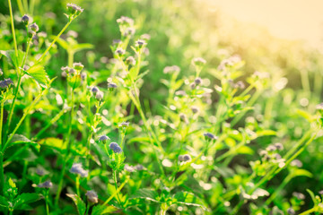 Wall Mural - Selective focus of purple grass flower in the garden with morning sunlight in spring season. Small grass flower with green leaves on blurred bokeh background. Grass flower field. Nature of plant.