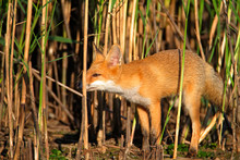 The Red Fox In The Reeds, Crna Mlaka