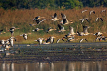 The Greylag Goose Taking Off From Wetland