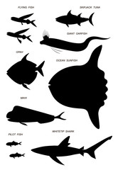 Wall Mural - Ocean pelagic fish. Vector black silhouette image.