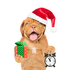 Poster - Funny dog  wearing a red christmas hat holds alarm clock and gift box. isolated on white background