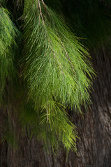 Wall Mural - Pine tree