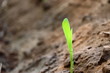 © Dinesh - Young corn Plant Growing In Sunlight, Natural green plant with rays of light. Nature and fresh background for environmental saving concept