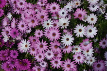 Mauve Pink Flowers Of Dimorphotheca Ecklonis Or Osteospermum, Commonly Known As Cape Marguerite, Sundays River Daisy, Blue And White Daisy Bush Or Star Of The Veldt, In A Garden In A Sunny Summer Day