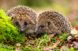 Leinwandbild Motiv Hedgehogs, two hedgehogs in natural woodland habitat, facing forward with green moss and Autumn leaves.  Blurred background.  Horizontal.  Space for copy.  Close up