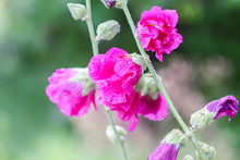 Blooming Pink Mallow Flowers (Malva Alcea, Cut-leaved Mallow, Vervain Mallow Or Hollyhock Mallow) In Summer Garden.