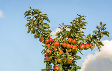 Sticker - Plenty ripe apples on the apple tree