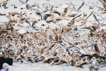 Thousands of  seagull flocking together on the sea. White Rock    BC Canada    November 28th 2019