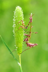 Close up of pair of Beautiful European mantis ( Mantis religiosa )