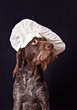 Dog breed german wirehaired pointer in a chef's hat isolated on black