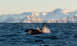 Fototapeta  - Orca / Killer Whale of Norway - Lofoten