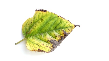 Mulberry leaves on white background.