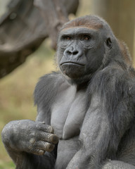 Sticker - Male Western Lowland Silverback Gorilla closeup portrait