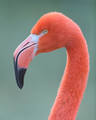 Wall Mural - Pink flamingo closeup profile portrait against smooth green background