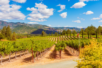 Vineyards in Napa Valley California USA 