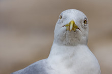 Close-up Portrait Of Vain Seagull
