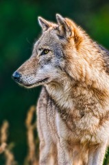 portrait of a handsome wolf