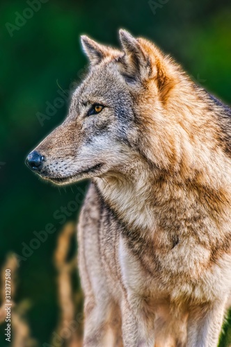 Naklejki wilk  portret-przystojnego-wilka