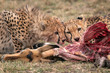 Two young cheetah feeding on a fallen impala.  Image taken in the Maasai Mara, Kenya.