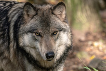 Close Up Portrait Of A Timber Wolf (Gray Wolf Or Grey Wolf).	