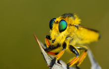 Macro Shot Of A Robber Fly 