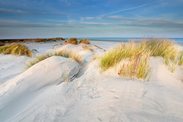 sand dunes on north sea beach on schiermonnikoog