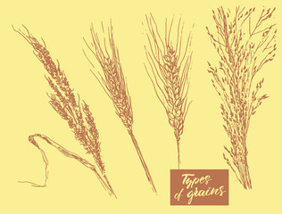 Types of grains on white background. Vector illustration.