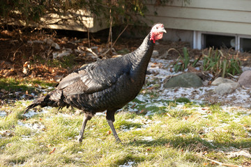 a wild turkey jake in the backyard of a house.