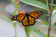 Butterfly 2019-176 / Monarch Butterfly (Danaus Plexippus) 