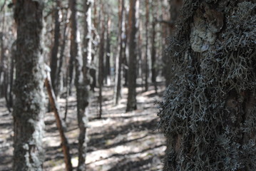 Lichen on a log in the forest