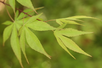 green leaves from tree