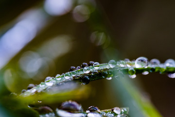 gras mit Wassertropfen