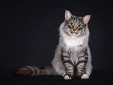 Fototapeta  - Black Silver Spotted Tabby Norwegian Forest cat, with an Unspecified amount of white. Sitting with his tail to the side an facing the camera, isolated an a black background.