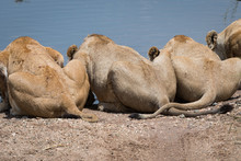Lions Drinking In The Serengeti National Park, Tanzania