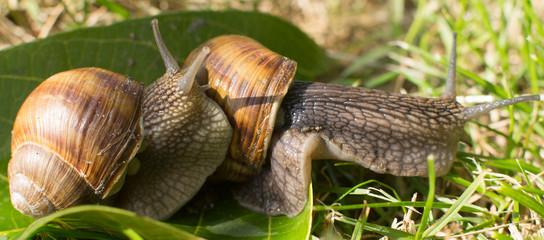 two snails on a green leaf in the garden