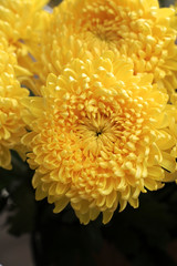 Canvas Print - bouquet of yellow chrysanthemums. closeup of yellow flower