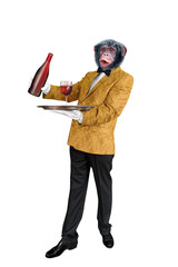 chimpanzé  habillé en homme, homme animal, hybride, plateau, servir,  illustration,  serveur, maitre d'hôtel, sympathique, beau, en costume, élégant, allure, fête ,drôle, barman, présentation, 