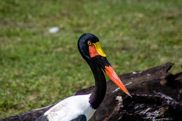 Poster - Colorful stork