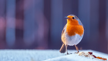 Robin Closeup With The Bird Standing In Light Snow