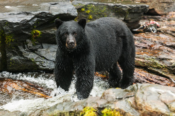 alaska. black bear.
