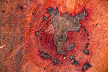 Oak Tree Trunk Cutted Portugal