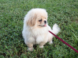 Pekingese puppy dog