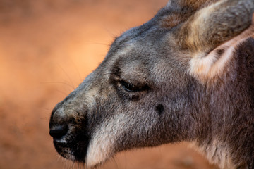 Wall Mural - Kangaroo