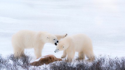 two wild polar bears sparring in churchill, canada