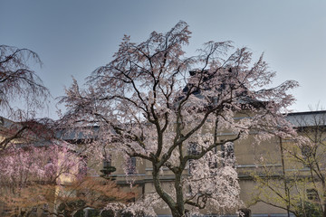 Wall Mural - 京都府庁の桜