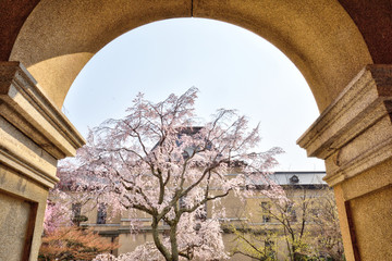 Wall Mural - 京都府庁の桜