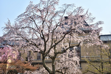 Wall Mural - 京都府庁の桜