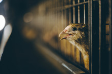 Quail Bird Farm Egg Cage Organic Animal Poultry