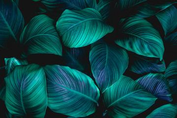 leaves of spathiphyllum cannifolium, abstract green texture, nature background, tropical leaf